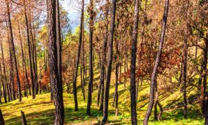 beautiful,panoramic,cityscape,of,kausani,also,known,as,'switzerland,of